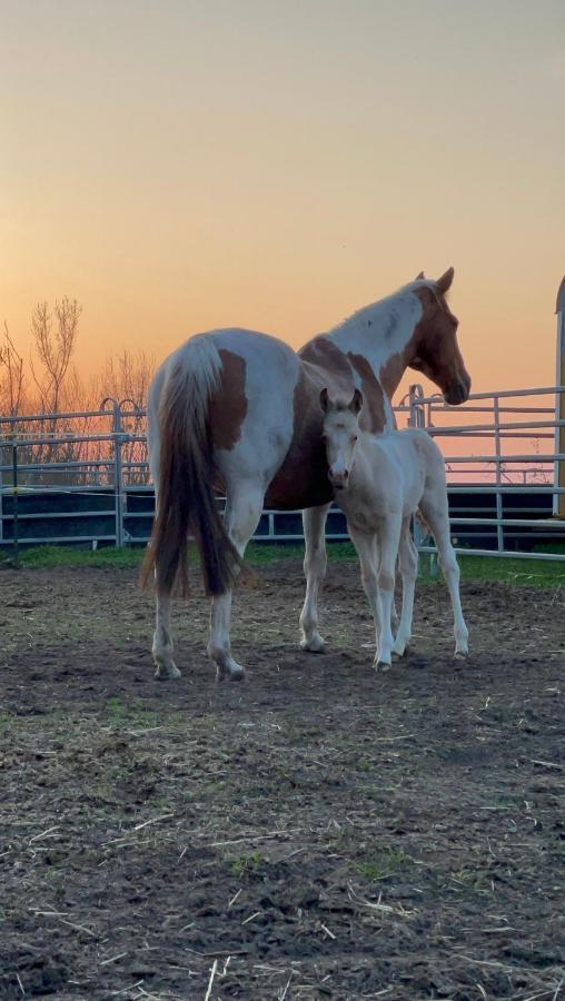 W Diamonds Ranch Διαμέρισμα Grossraschen Εξωτερικό φωτογραφία